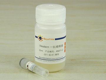 Phospho-NF-κB p65(Ser536)抗体(兔单抗)